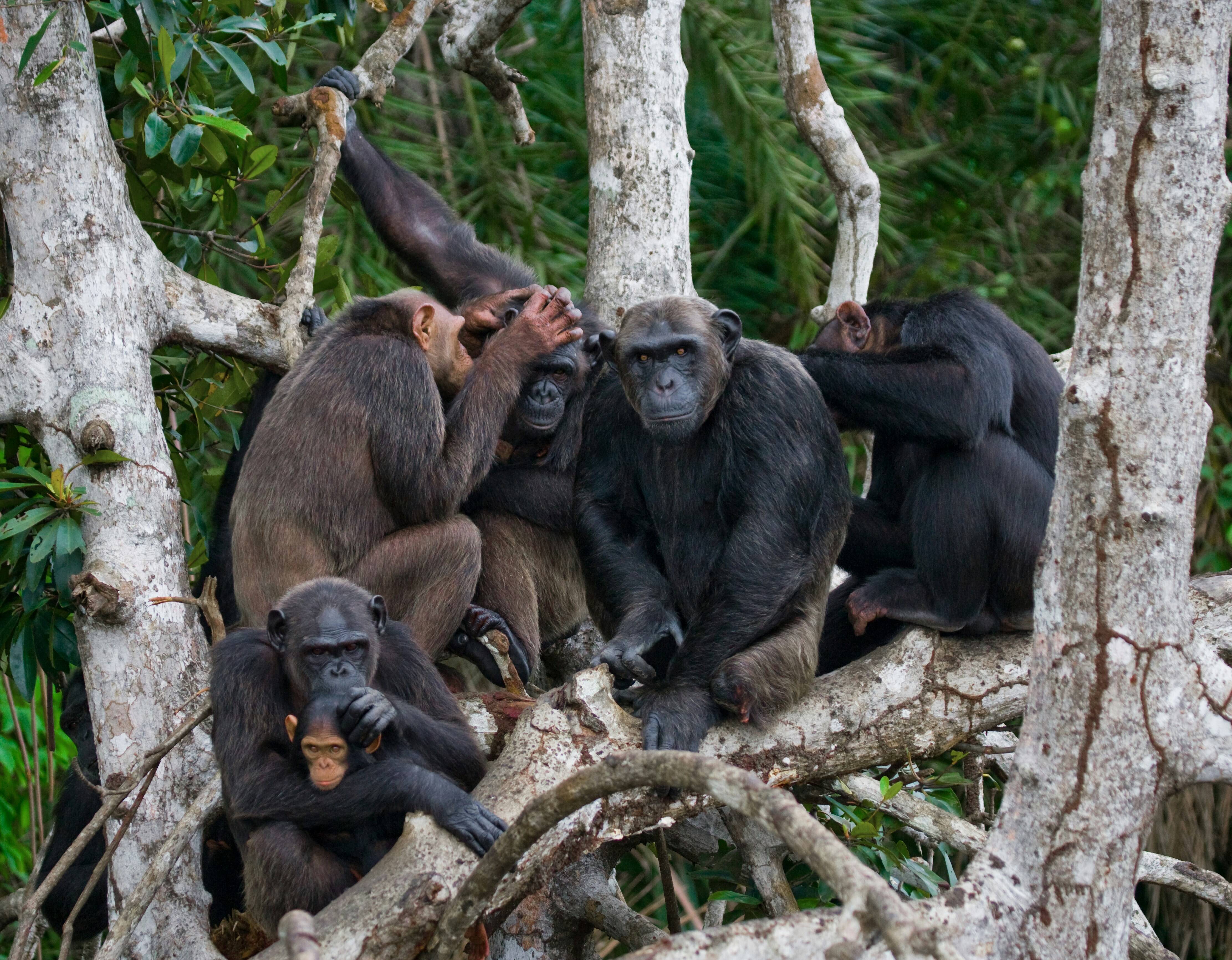 Côte d'Ivoire